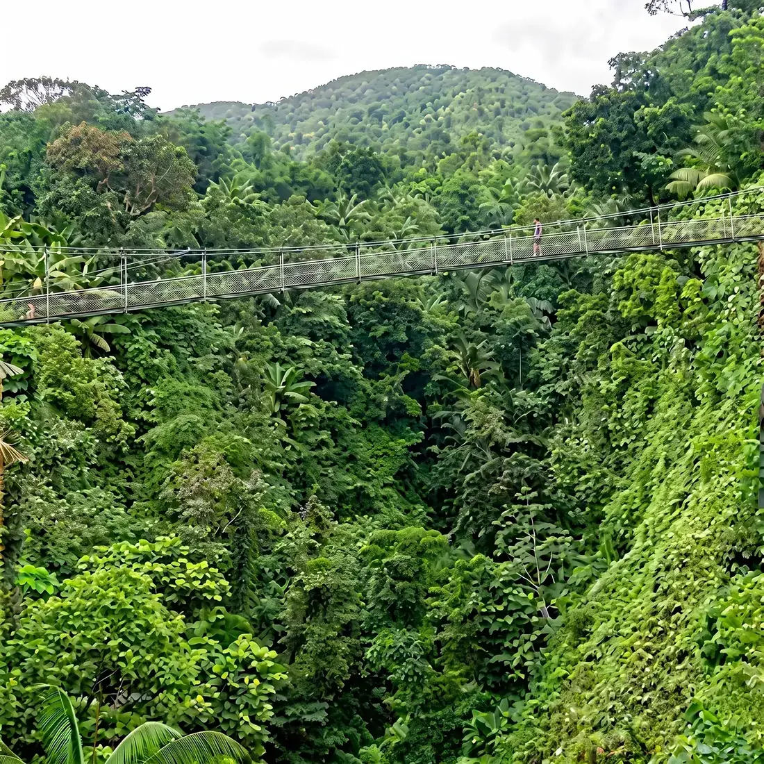 The suspension bridge high above the river valley