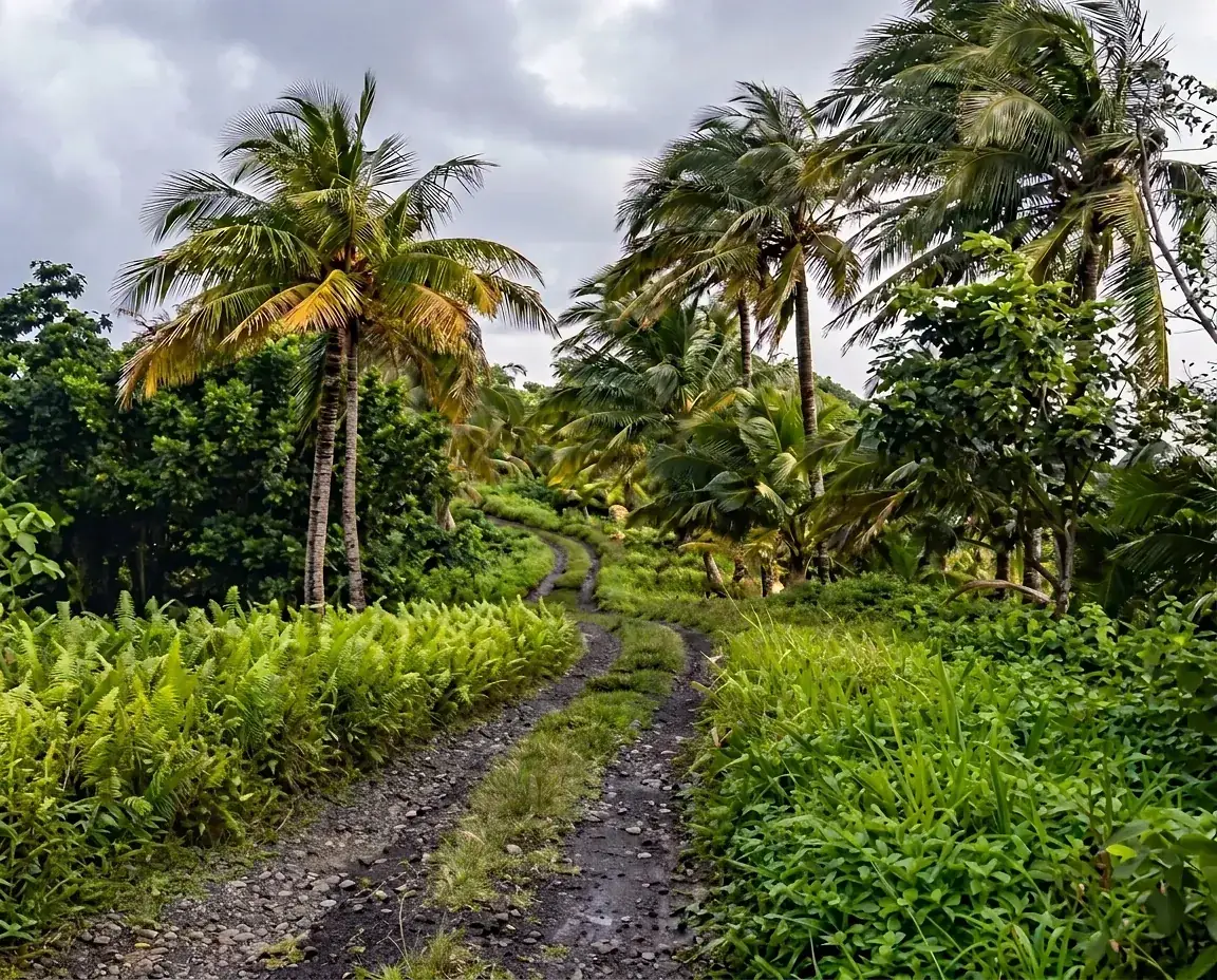A palm-lined path across Horseback Ridge