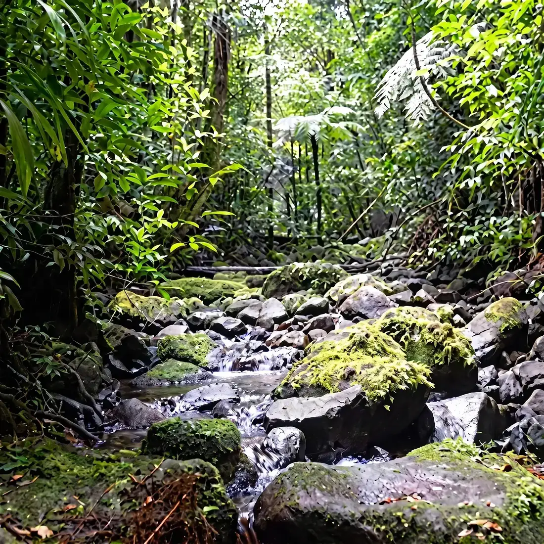 A rocky stream at Nichol’s View Point